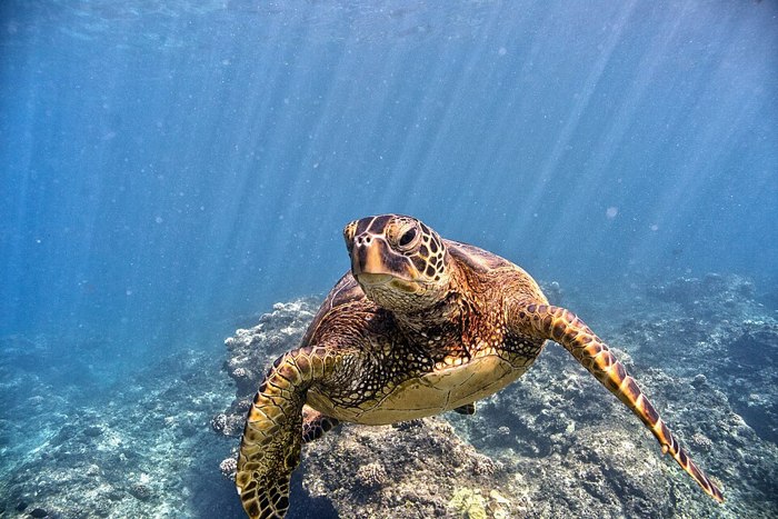Green sea turtle