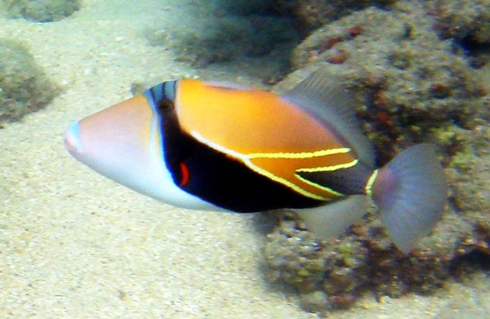 Reef triggerfish